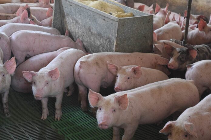 actividadporcina actividad porcina