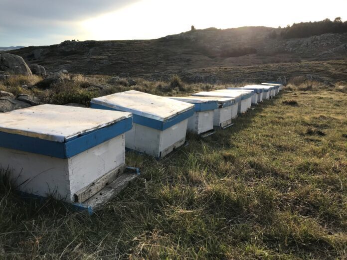 Miel del Bicentenario de Tandil Miel del Bicentenario de Tandil