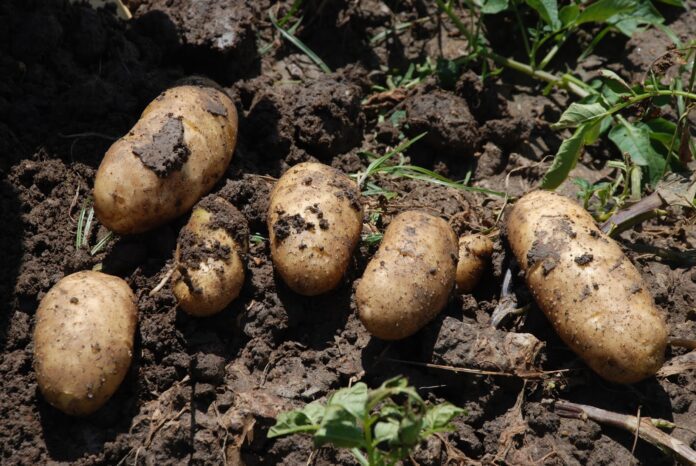 productores de alimentos