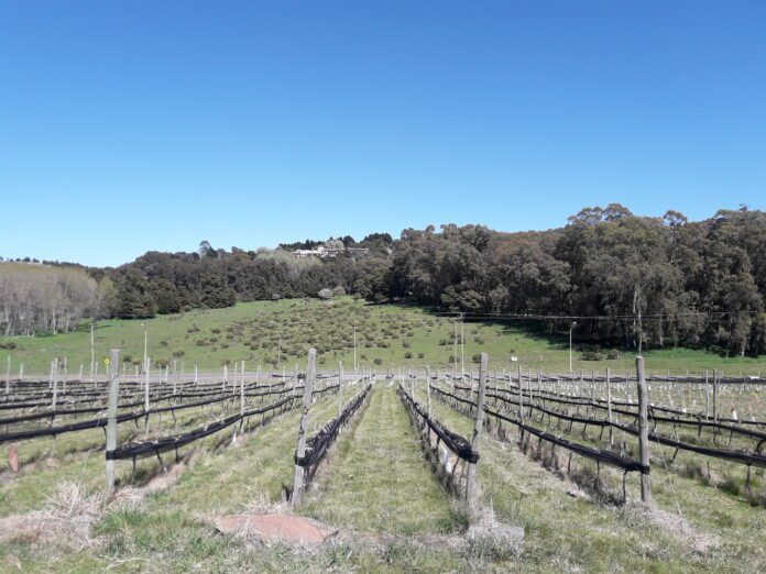 Instituto Nacional de Vitivinicultura Instituto Nacional de Vitivinicultura