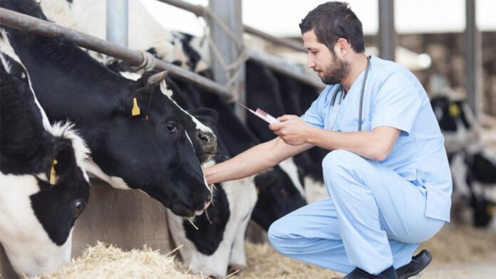 sanidad bovina sanidad bovina