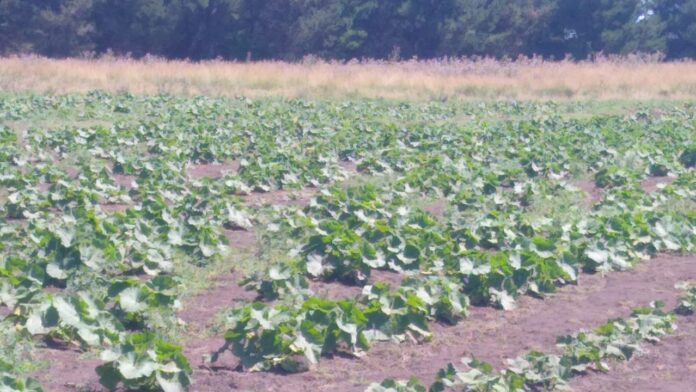 El arraigo esta semana