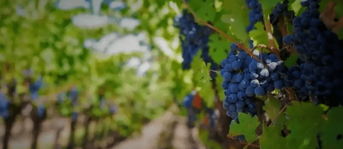 Curso de introducción a la viticultura