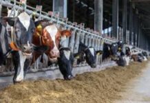 Avanzan las gestiones para que Tandil sea sede latinoamericana de una importante entidad de lechería gestiones