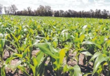 Del campo a la exportación: cómo La Niña puede afectar los precios de las materias primas La Niña