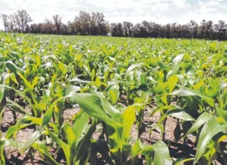 Del campo a la exportación: cómo La Niña puede afectar los precios de las materias primas La Niña