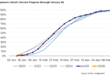 ¿Se viene el techo para el precio de la soja? Expectativas de un gran 2026 para Brasil alertan al campo nacional precio de la soja